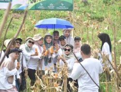 Panen Perdana 1 Ton Jagung, PLN NP UP Arun Dorong Petani Lhokseumawe Naik Kelas Lewat Meusar
