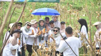Panen Perdana 1 Ton Jagung, PLN NP UP Arun Dorong Petani Lhokseumawe Naik Kelas Lewat Meusar